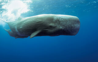 Do Sperm Whales Dream in Phonetic Alphabets? A Window Into Animal Communication