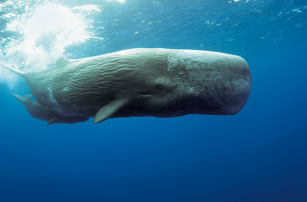 Do Sperm Whales Dream in Phonetic Alphabets? A Window Into Animal Communication